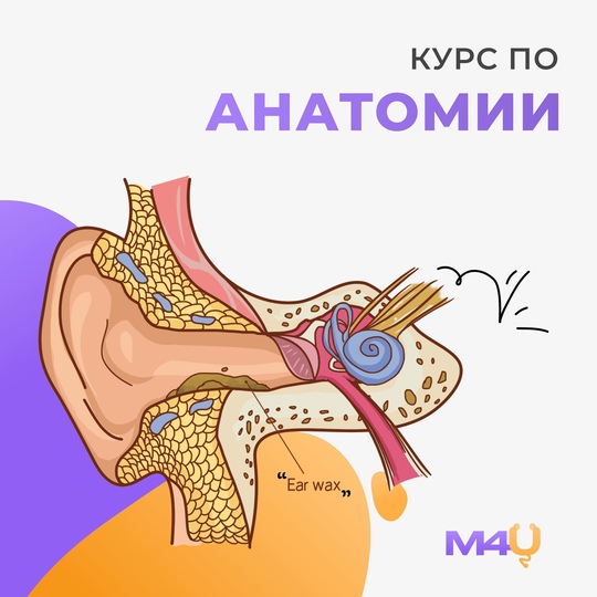 [Medforyou - школа медицины] Курс по анатомии (202_0.jpg